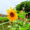 The Summer Begins