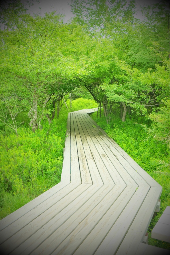 Woods Tunnel