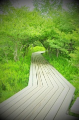 Woods Tunnel