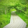 Woods Tunnel