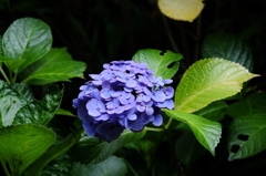 「紫」陽花
