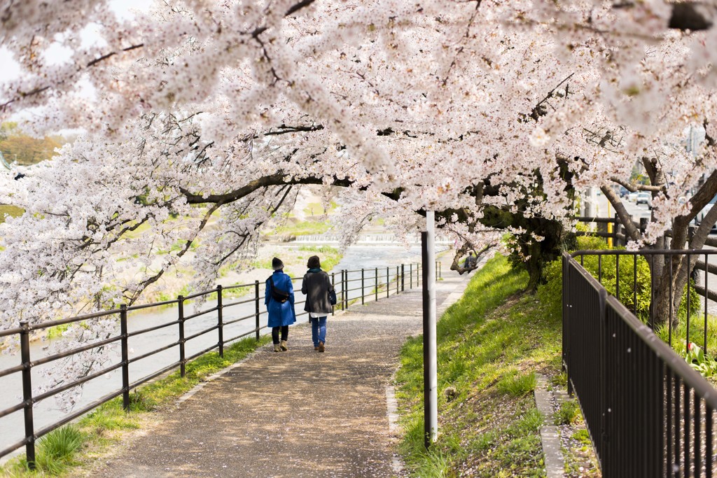 桜