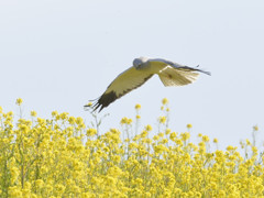 _逆光菜の花ハイチュウ