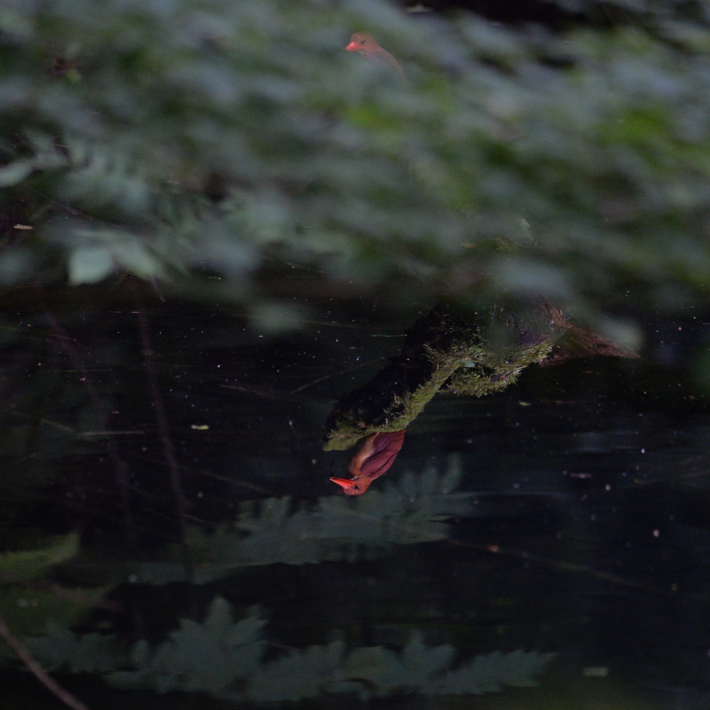 水鏡