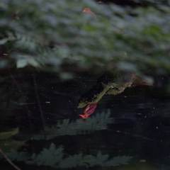 水鏡