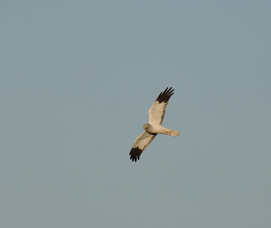 青空ハイチュウ♂