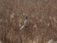 ハイチュウ♂機動飛行なうw