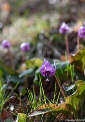 カタクリの花