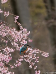 桜翡翠