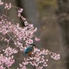桜翡翠