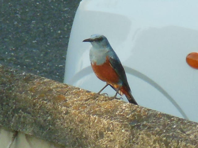 餌をもとめるイソヒヨドリ　①