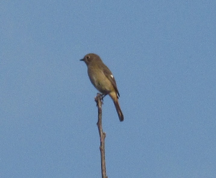 木の上のジョウビタキ