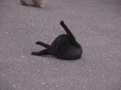 自分の体を舐める猫ちゃん②