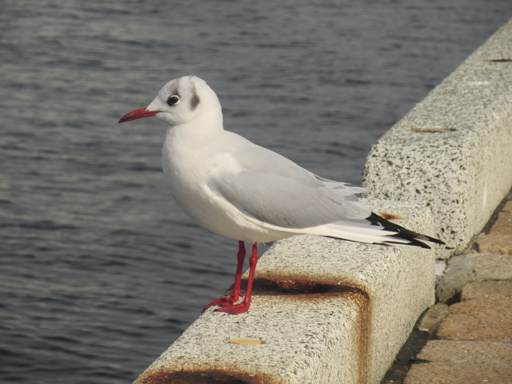 博多港のゆりかもめ　③