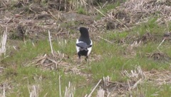 野原を歩くカササギ