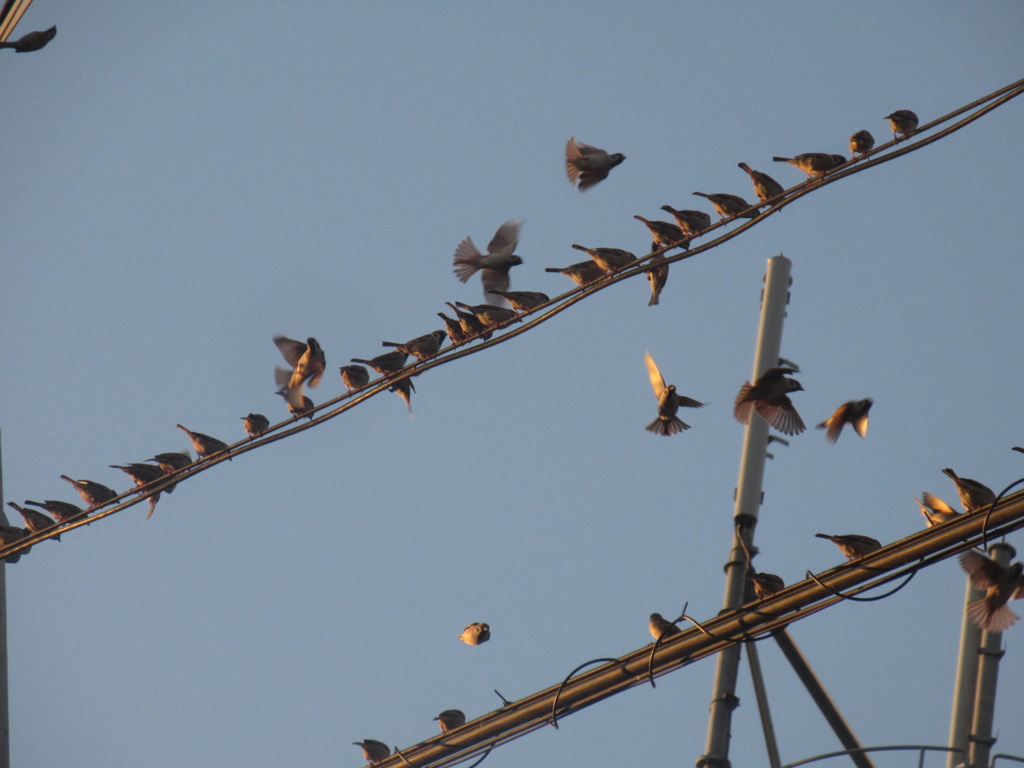 佐賀の田舎にてスズメの大群が①