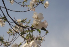 福岡の桜の開花①