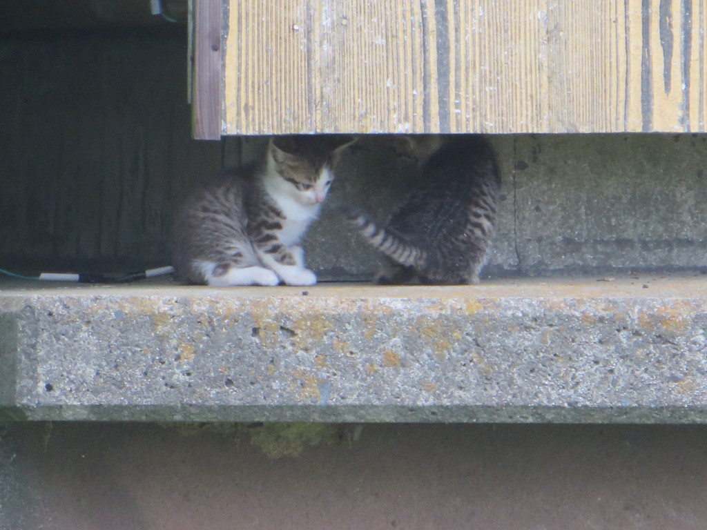３匹の子猫④