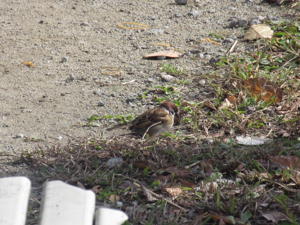 餌を探しまわるスズメ