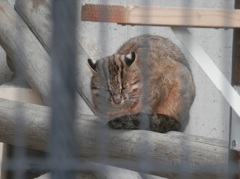 福岡市動物園のツシマヤマネコ