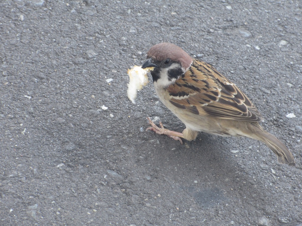 餌をくわえたスズメちゃん③