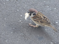 餌をくわえたスズメちゃん③