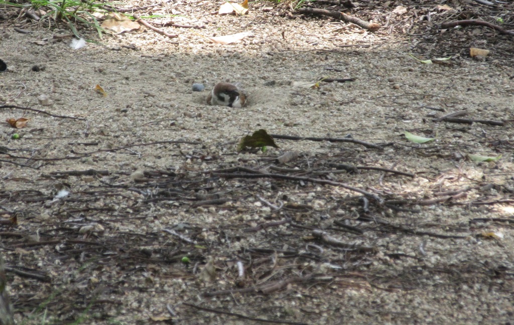 穴を掘ってうずくまってるスズメ①