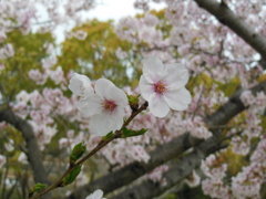 福岡市舞鶴公園の桜　⑨