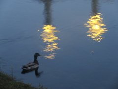 夕暮れの水面に映し出された外灯の光　④
