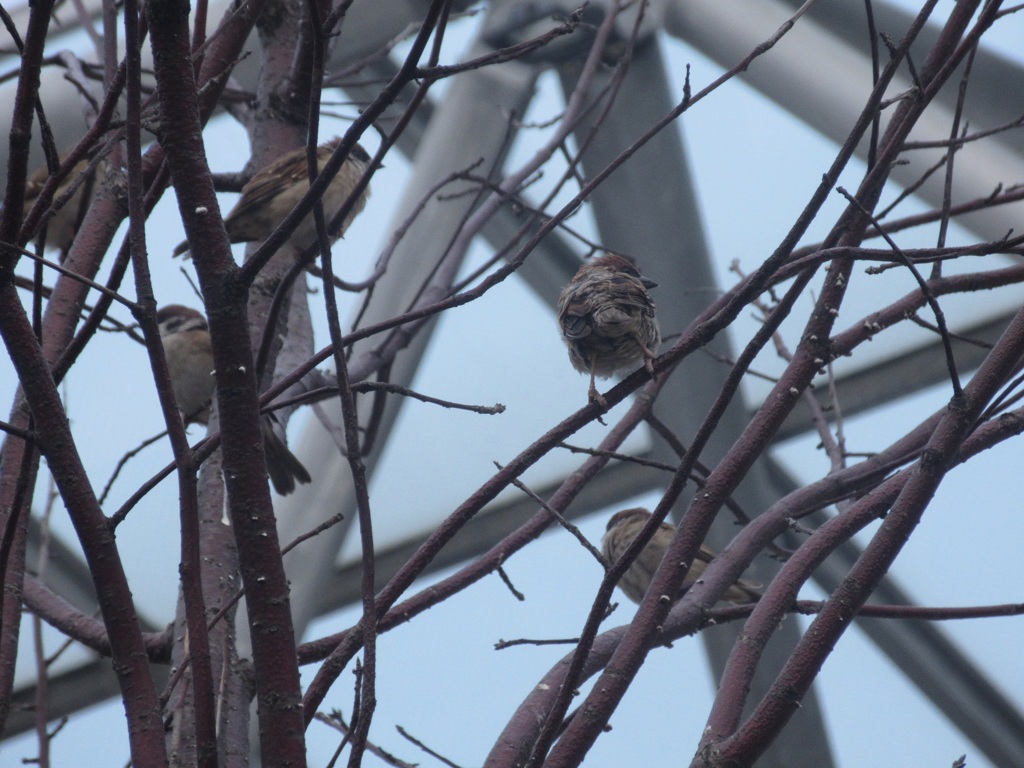 木の上のスズメたち