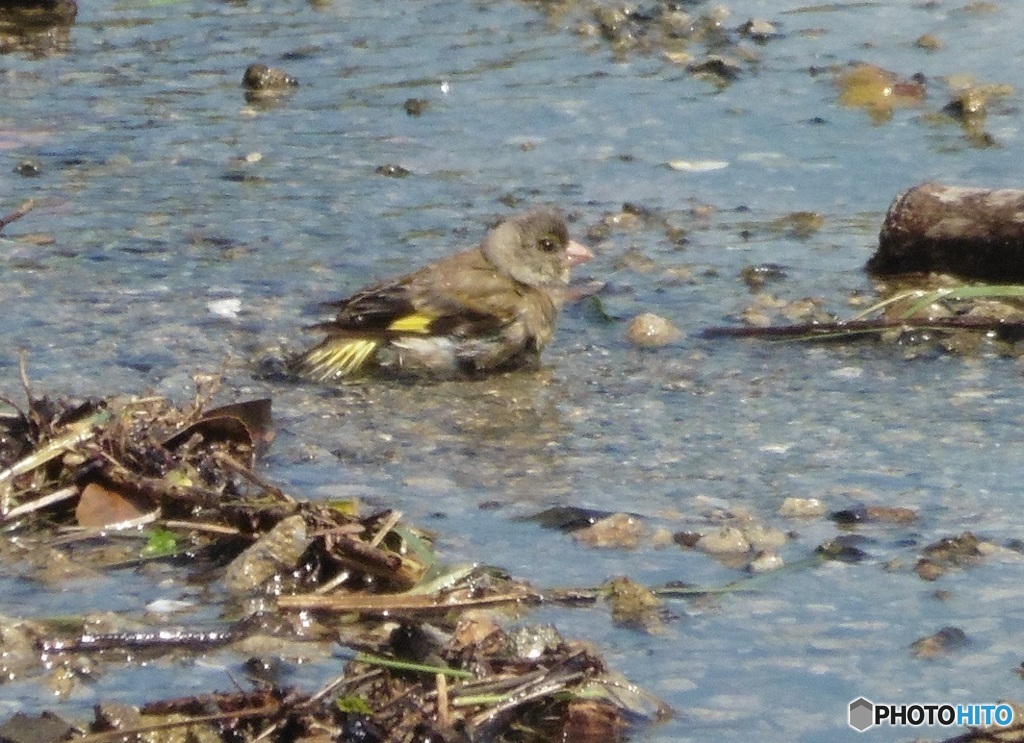 ヒワの水浴び①
