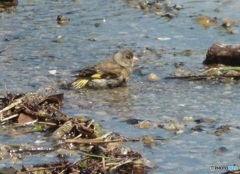 ヒワの水浴び①