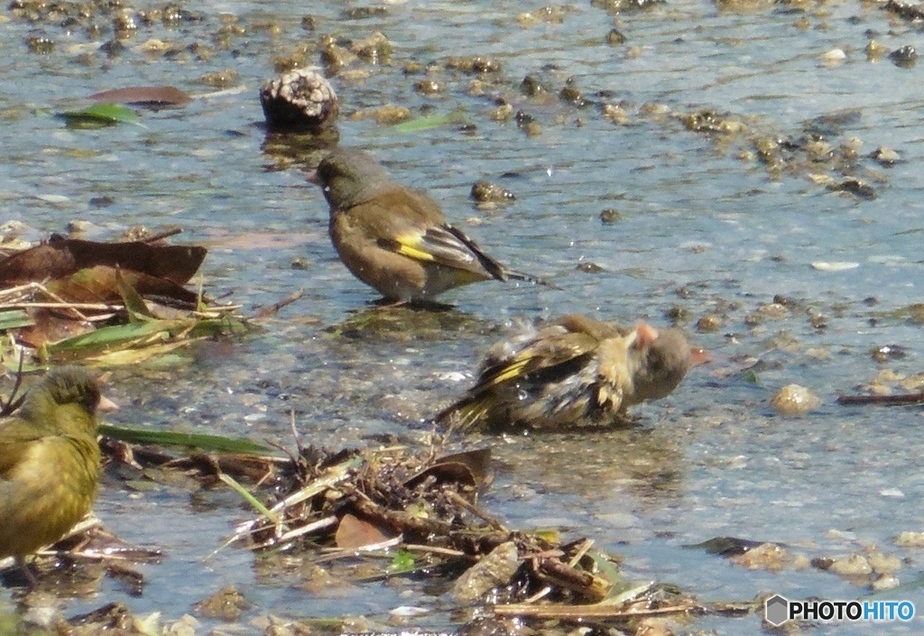 ヒワの水浴び④