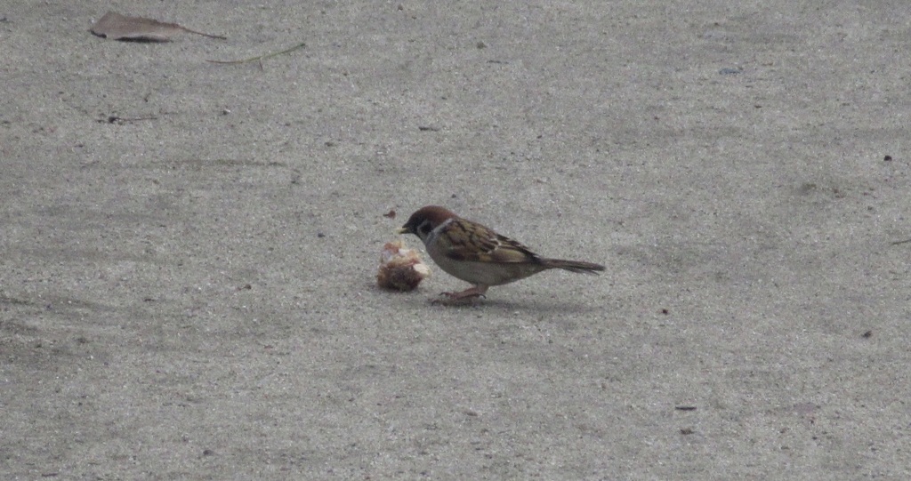 餌探し①