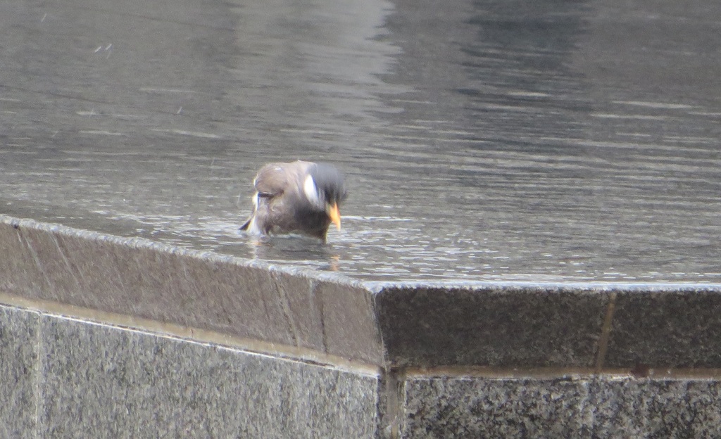 ムクドリの行水③