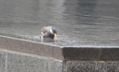 ムクドリの行水③