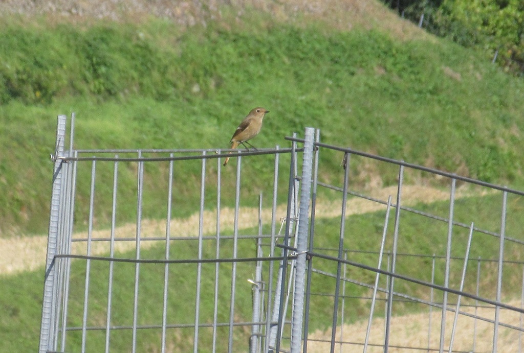 鉄策の上のジョウビタキ