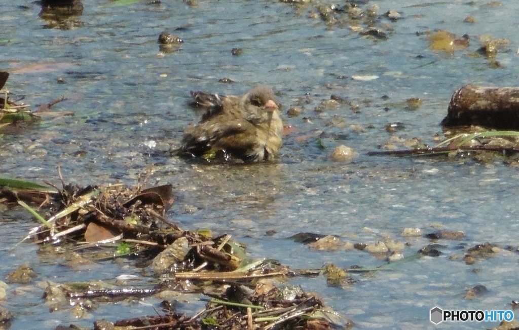 ヒワの水浴び⑦