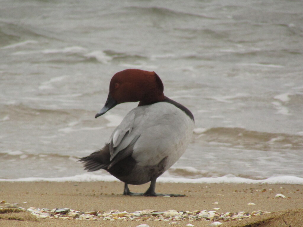 海辺の鳥たち　④