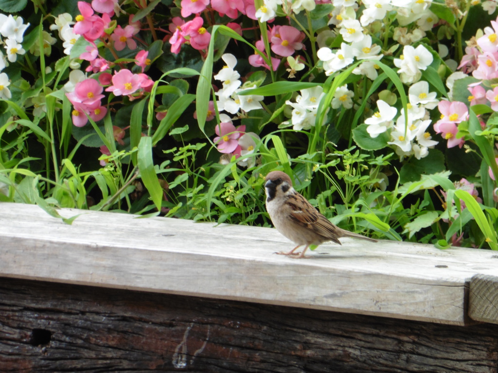 花とスズメ