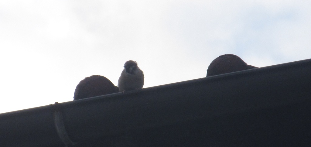 屋根の上のスズメ
