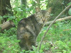 山道で遭遇した猫ちゃん