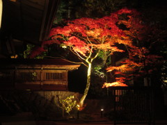 ライトアップされた神社の紅葉　④
