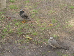 野鳥観察③