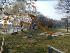 咲き始めた桜とブランコ