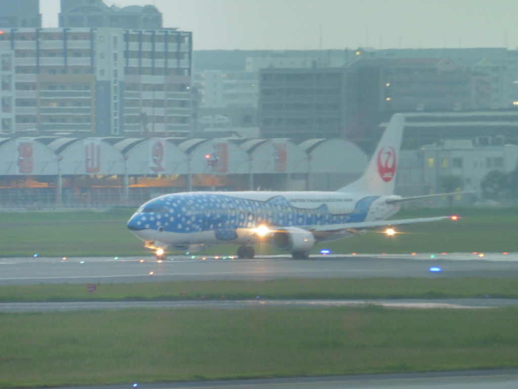 青のジンベエの出発②