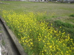 道路沿いの菜の花　①