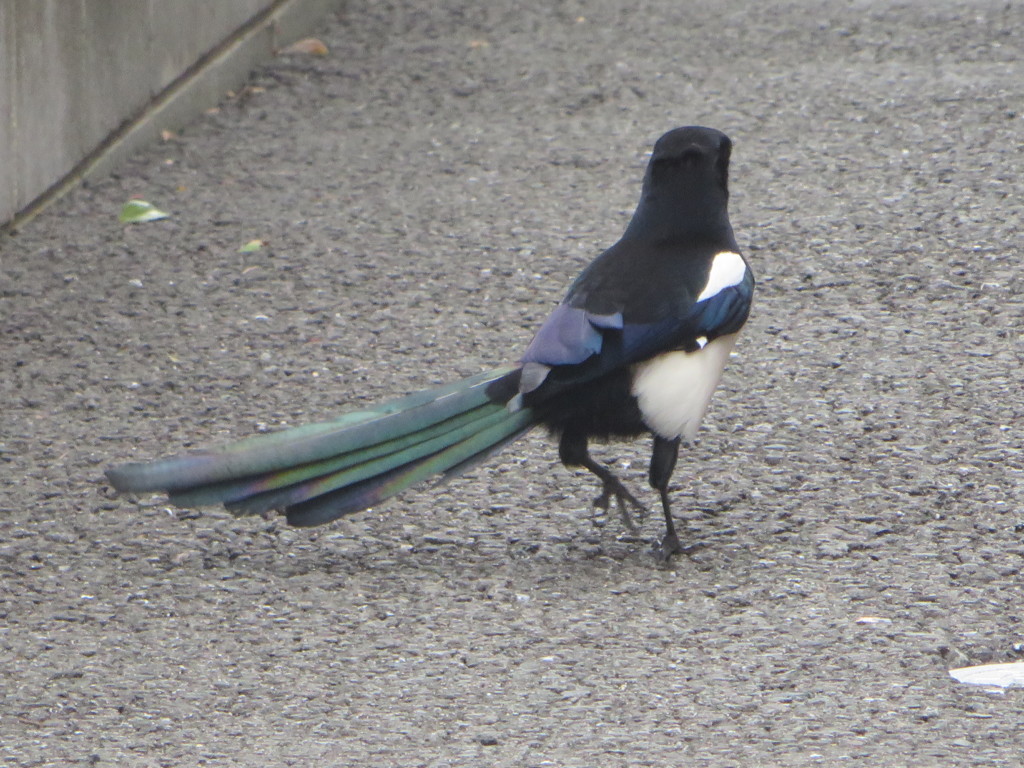 餌を探し回るカササギ 2