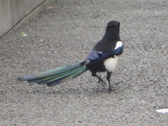 餌を探し回るカササギ 2