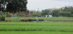 のどかな田んぼの光景①